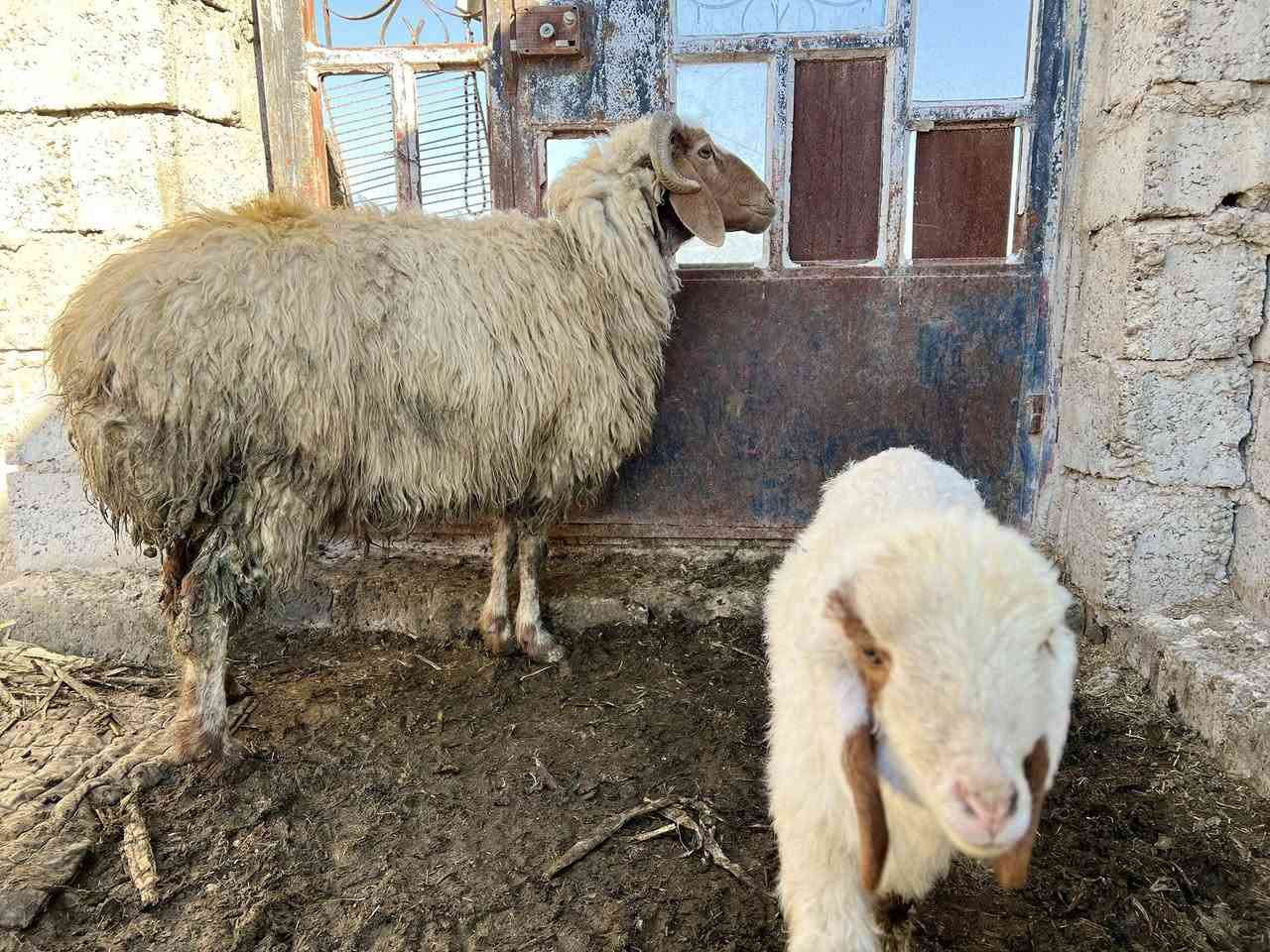 ألسلام عليكم يوجد انعاج للبيع وراهن طليان السعر علخاص للاستففسار ***********////***********
