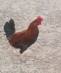 ديج صحه • فول