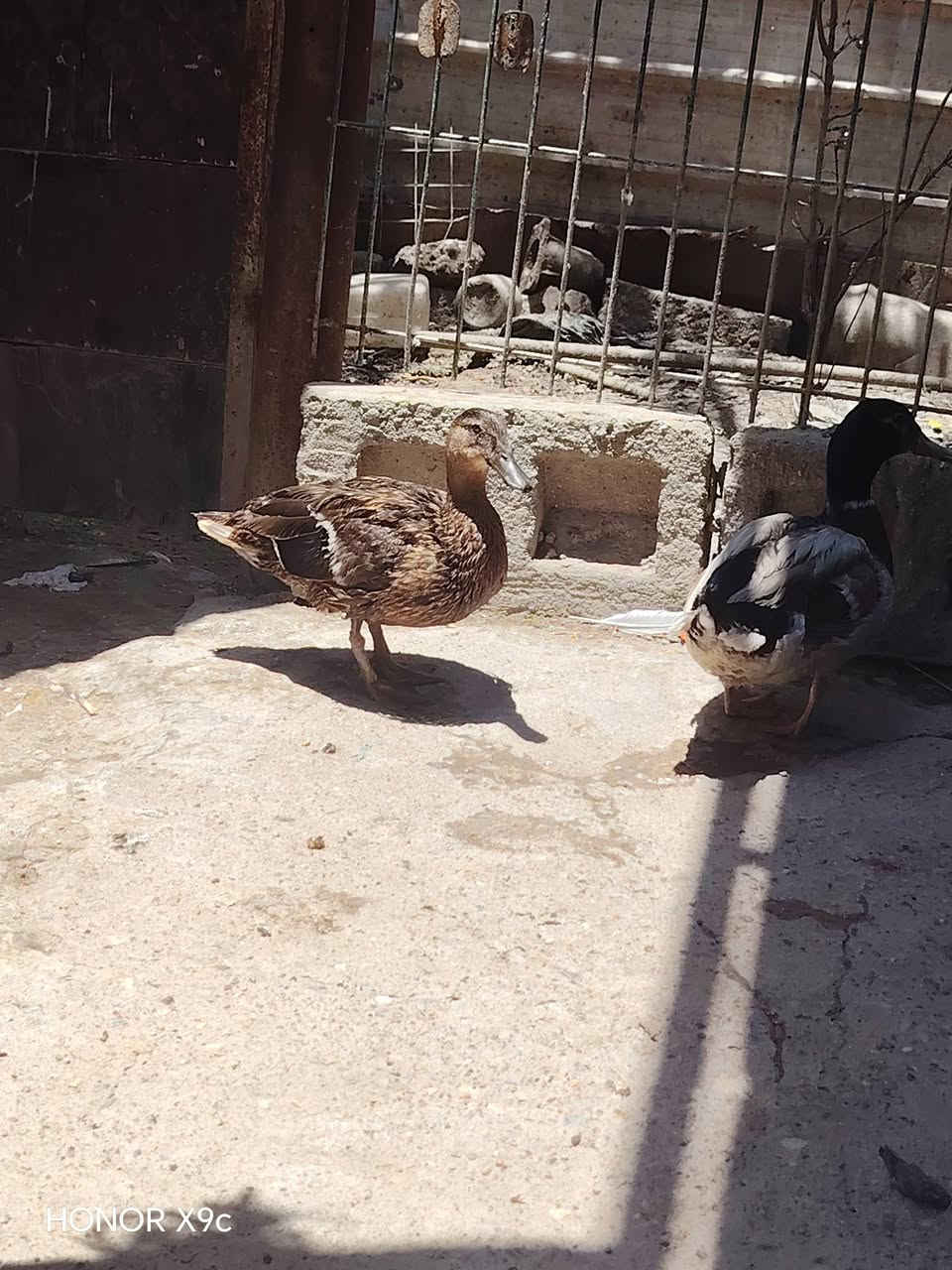 من رخصت لادمن ؛ زوج خضيري  بري ؛ للبيع السعر 50 وبيهن مجال قليل  المكان الهوير شلهت الحجاج


**إذا كنت صاحب هذا الإعلان وتريد حذفه لأي سبب، رجاءا أرسل رسالة إلى الدعم الفني**