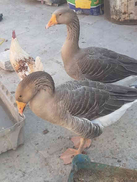 السلام عليكم من رخصت #الادمن
متاح زوج ابطوط مظربات بكوبرا  السعر 60
الديج الابيض ب10
و 2 ديوجه ابو اركيبه الواحد  15 
المفسيفسات حايلات  زوج ب100  النثيه جانت اتبيض وحاليا گطعت 
وعندي اثنين مخلفات فحل ونثيه الزوج  40 
مكاني نجف وهذا رقمي  ***********
