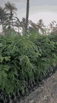 مشتل كرار الزراعي 
يتوفر 
الاكاسيه مصريه حجم كبير محرك سعر 3٫750
البيزيا البخ كيس سعر 2٫500
زيتون الكرونايكي يوناني صنف عالي زيت نسبه 38%
امايات ضمان للحمل للمده اقل من سنه سعر كميه محمدوده بيهن العدد 20شتله حجم سندان 26 
سعر 35٫000
تحياتي الكم احبتي متابعين 
العنوان بغداد الكريعات يم وقف سني 
واتساب ***********
