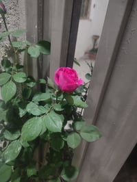 قرب التربيه الجديده • زراعي • ٢٠٠م