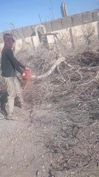 قطع و تقليم الأشجار الكبيرة - قطع و تنظيف النخيل - وقطع الأشجار الميتة...