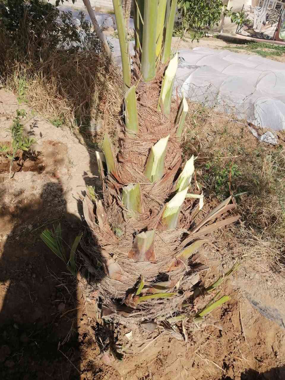 سلام عليكم عندي لبيع ضلن ٤ فسايل كبارمثل موضحات بصوره  شيالات تزرع وره سنه تكل منهه هنه لعام ماكلين تمر منهن نوع خستاوي الصلي ليحب يتفضل خاص


**إذا كنت صاحب هذا الإعلان وتريد حذفه لأي سبب، رجاءا أرسل رسالة إلى الدعم الفني**