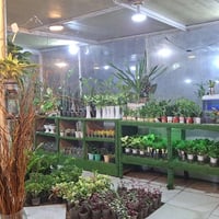 مشتل ملك الزهور • نباتات ظلية • الشطرة