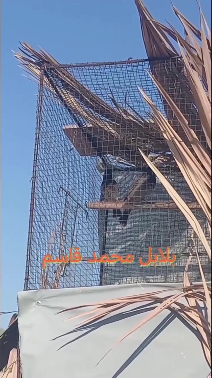 السلام عليكم
متاح زوج بلابل كشميري فايتر سوبر جامبوا (بري) دخول جديد
مامنتجات /خانقين / س ع ر ١٠٠ وبيهن مجال ***********
