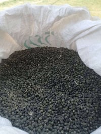 بذور باميه • درجة اولى • واسط العزيزيه