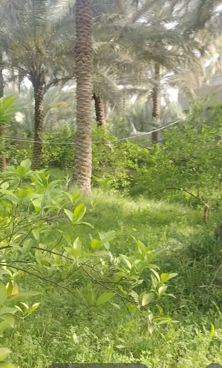 اللهم صل على محمد وال محمد
ارض للبيع المساحه 3 دونم ونص طابو ٢٥ تحويل باسم المشتري الأرض تحتوي على بيوت عدد 3 بناء حديث تباع كل الأرض العنوان كربلاء الحسينيه قريب ع العطيشي تحتوي الأرض ع نخيل عدد ٢٢٥ أنواع الحمضيات والفواكه الاستفسار ع الرقم ***********
