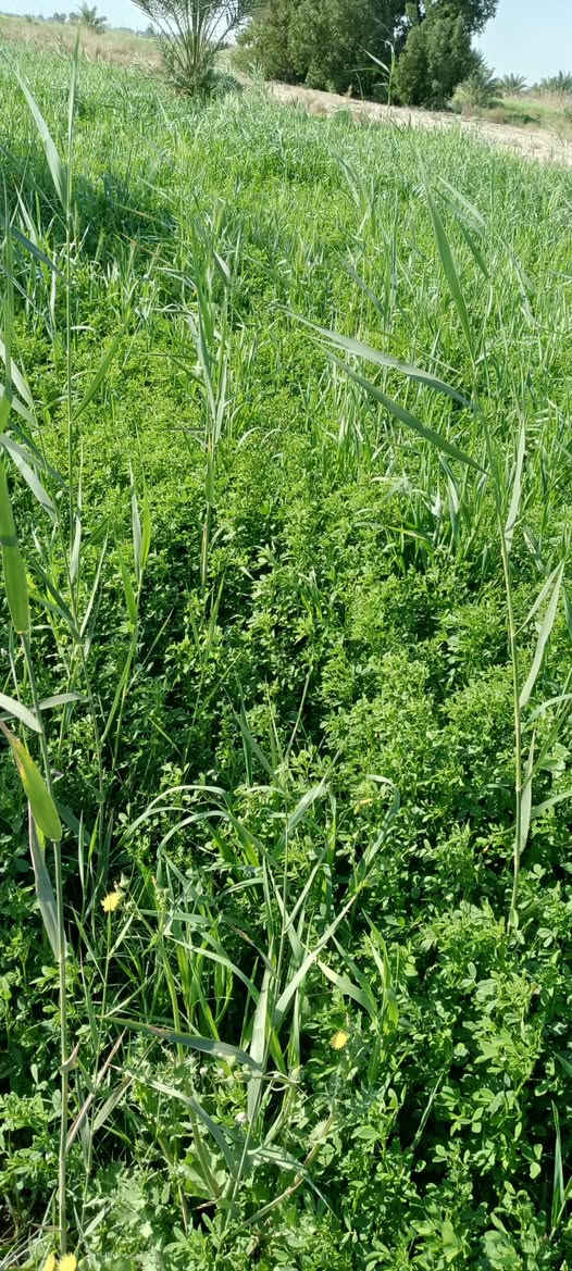 السلام عليكم  متاح 4دوانم جت معه كصيل حش وحده البيع طريق ابو الماش  الستفسار ***********
