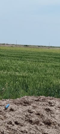 مسصلحه عقد 35 • ١٢ دونم • مخدومه