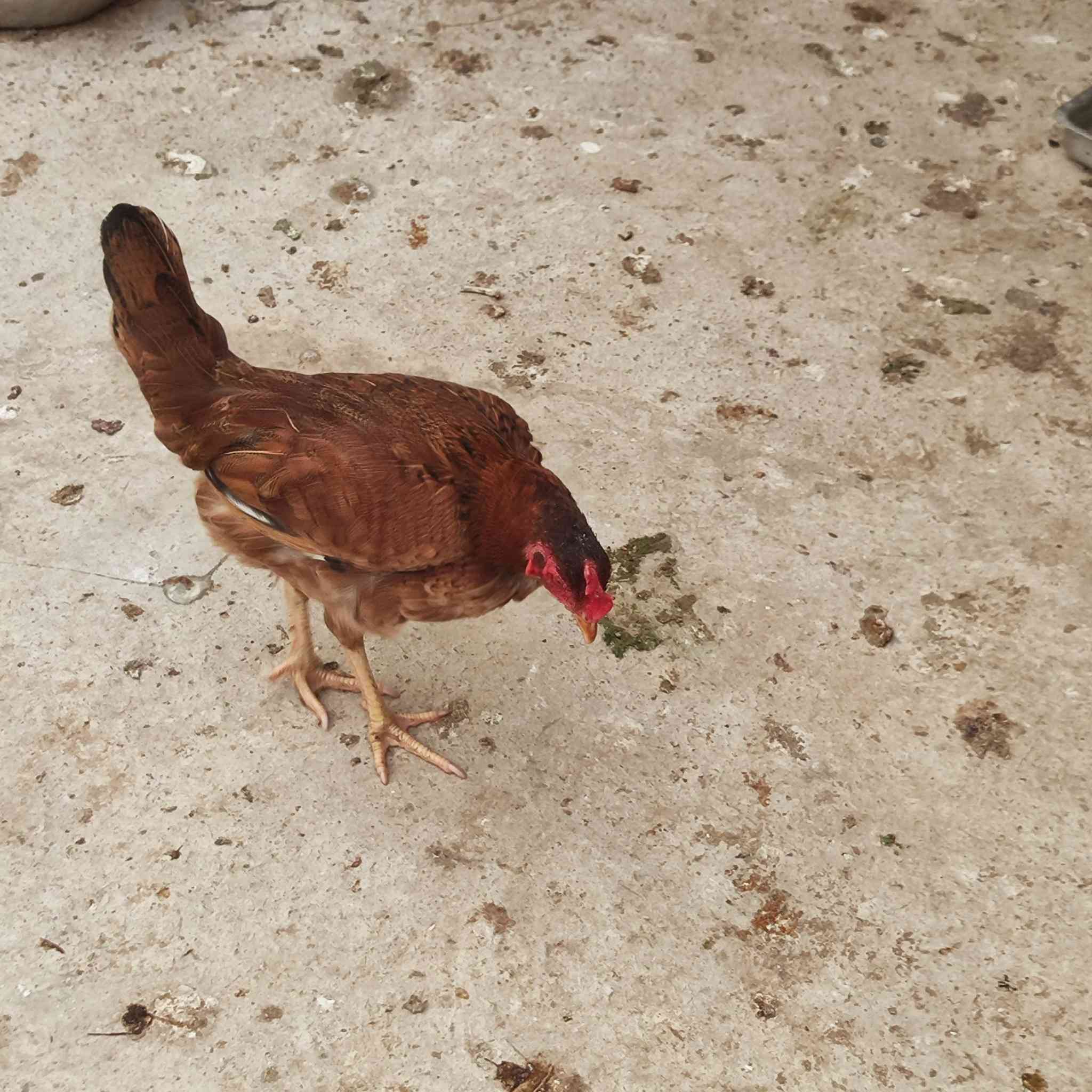 سلام عليكم شباب متاح  ديج و دجاجه  للبيع سعرهن  27 وبيهن مجال قليل  مكاني شهربان
***********
