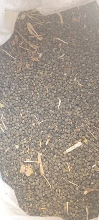 بذور بانيه خير من الله درجه اولى معربه 07710089085