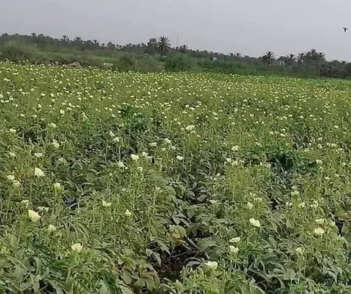 يوجد لدينا بذور بانيا فرنسيه بنت القوطيه الربعينيه نتاجيه خير لون الغنص اخضر فاتح درجه اوله ضمان شرط الحوي موجود واتساب ***********  وخيار طرحي سباني متعهد   ولوبيا يطاليه ستندر شركه
