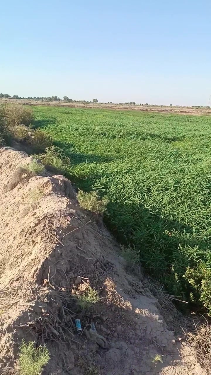 للبيع شروه مال سيسبان مساحه اربعين دونم شرط تضيع بي النعيه
قرب السيد ابو الماش ***********
