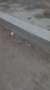 السياحي • ١٩٠م • مأسسة شريطي