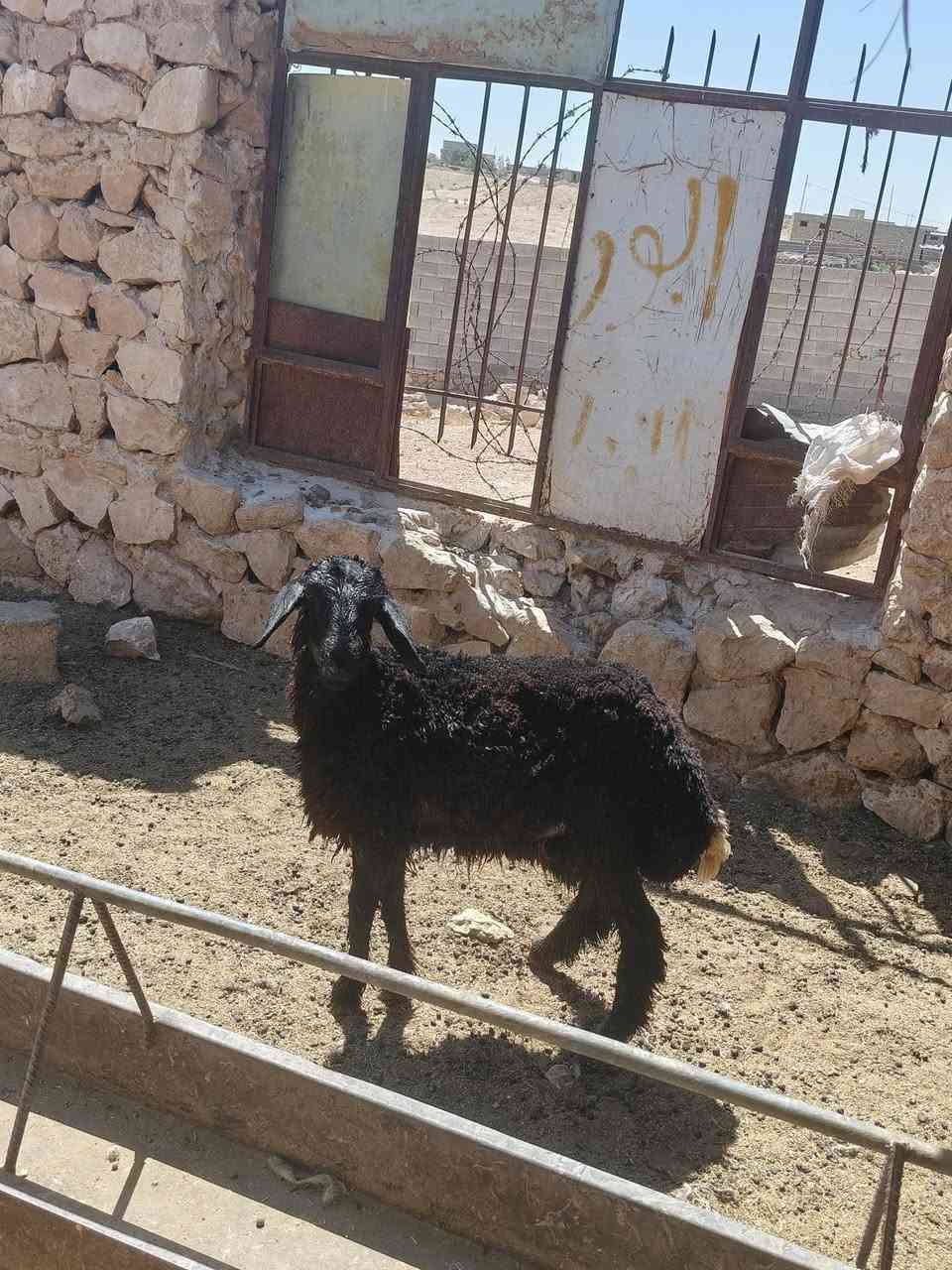 متاح فطيمه بنت لعام غره سود وين عشاق غره حشنه وشكه طويله وسمن شرط نصاح شتريد ترهم حلوه حلال رقم واحد نضيف حلوه سعر خاص مكان بروانه سنجك يوجد توصيل حسب لاتفاق ***********
