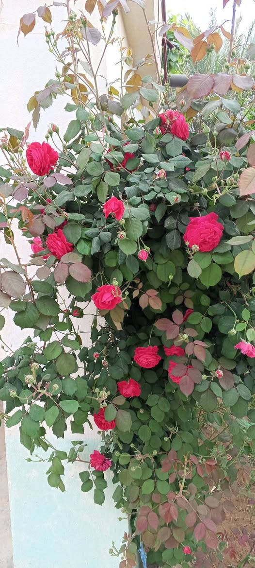 السلام عليكم ورد جوري عطري عطرة حييل قوي وردة كبيرة درجة اولى 🌹🥀 بيهن طول اكثر من متر وبيهن  نص متر  )) مجذرات وكاملات عدد تقريبا 20 شتلة  جايبهن من اربيل  الي  يريد يتفضل خاص وبخدمتة


**إذا كنت صاحب هذا الإعلان وتريد حذفه لأي سبب، رجاءا أرسل رسالة إلى الدعم الفني**