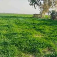 قرية جرداغلي • ١٠ دونم • قطعة أرض طابو