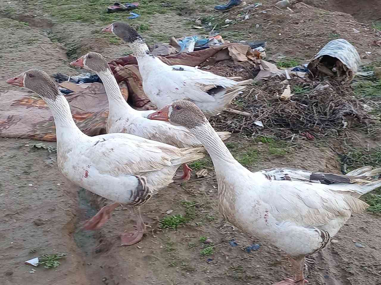 اسلام عليكم 
متاح  قازات للبيع(1 فحل) (وانتايا 3) قازات اسمان انضاف خشنات نصحات يرهم دبح وجنية بيهن فاكا 
مكاني موصل جانب الايمن   
***********
***********
