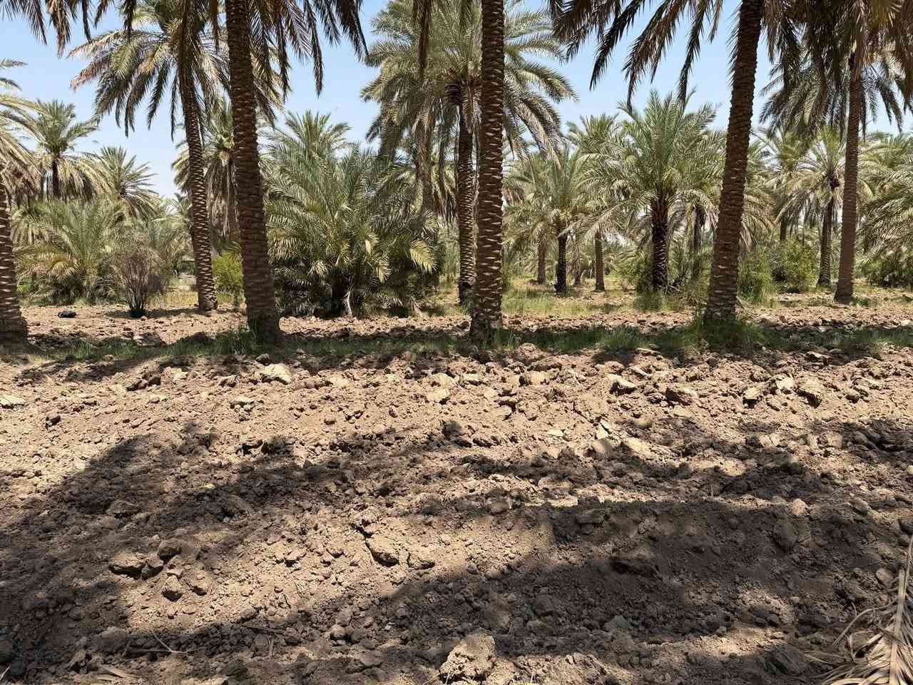 🏕 /للبيع أرض زراعيه مساحة ٢٠ دونم طابو زراعي صرف 

واجهة مايقارب ١٠٠ م

#تحتوي على 5 دور بناء متوسط.
#صالحة للزراعة والاستثمار.
#متوفر جميع الخدمات (ماء، كهرباء، طرق مبلطة).
#تحتوي على نخيل متنوع
#فرصة مناسبة للسكن أو المشاريع الزراعية والاستثمارية

🌎 الموقع / بابل خلف جامعة المستقبل الاهليه 

للأستفسار أكثر مراجعة مكتب 
عقارات أراضي بابل الخضراء للمقاولات العامه والتصاميم الهندسية 
شارع ٦٠ .. عمود ٣٠٠ .. مقابل أستدارة علي بقلي 
الشيخ حازم 
وسام محمد 
أبو حيدر / ***********
