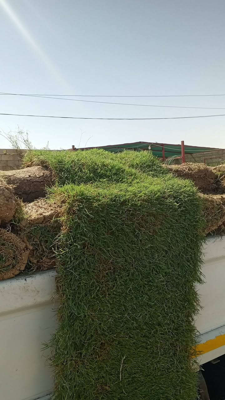 السلام عليكم ورحمة الله وبركاتة
تم وصول وجبه جديده من الثيل الهندي 

العنوان/ قضاء الشرقاط السكنيه مقابيل قاعه دريم ستي 

رقم الهاتف/ ***********
