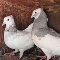 يرانيات • يرانيات مثلثات • طيور يراني • بيع طيور • طيور زينة • طيور عر...