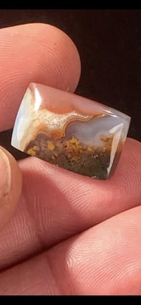 شجرية طحلبية