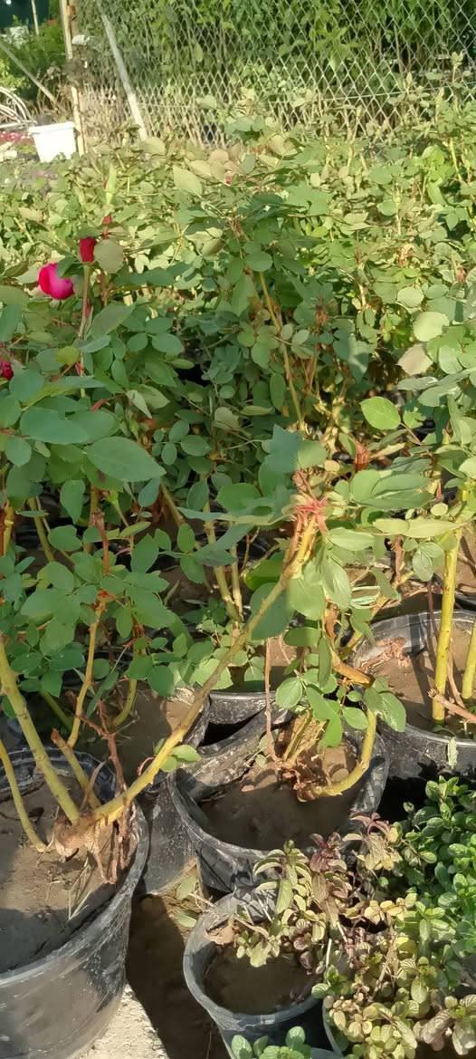 ورد سلطاني الشتلة ب3000
يوجد توصيل لكافة مناطق كركوك


**إذا كنت صاحب هذا الإعلان وتريد حذفه لأي سبب، رجاءا أرسل رسالة إلى الدعم الفني**