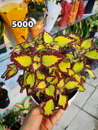 ديكور منزلي • كمية قليلة • الأسعار بالصور