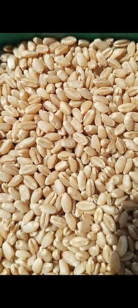 حنطه عربيه • درجة • واسط شحيميه