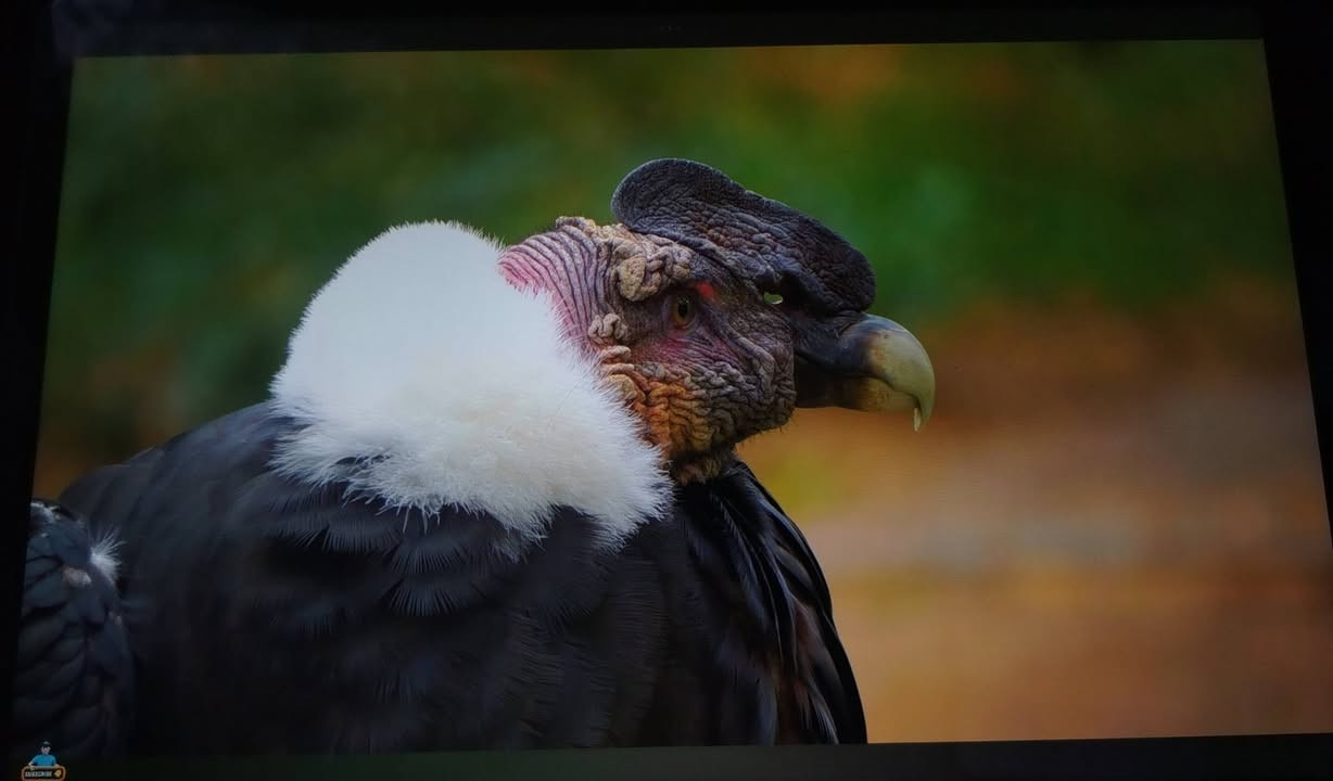 ايباد ريدمي باد 2 من شركة شاومي من الفئه الاقتصاديه ايباد نضيف نضافه 99٪ استعمال 3 اشهر فقط
الذاكره 256 الرام 8 كيكا الايباد استعماله جداً قليل الباكيت مالت الايباد موجود ويجي ويا شاحنه وكفر سعر 215 الف
رقم الهاتف ***********
