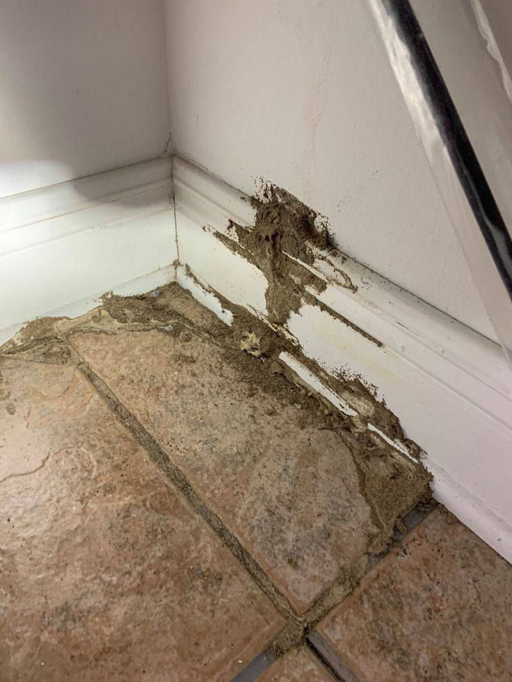 شركة البيارق لمكافحة الأرضة والحشرات عامة
العالمية للمبيدات ومكافحة الأرضة والحشرات المنزلية.
 والزراعية بأحدث الطرق وبأيدي ماهرة 
 شركات مبيدات امركية وسعودية واسترالية وكندية وبلجيكية
بكافة فروعها في بغداد والمحافظات 
بضمان يبدأ من 3 الى 27 سنة
للاستفسار الاتصال على الرقم
***********
