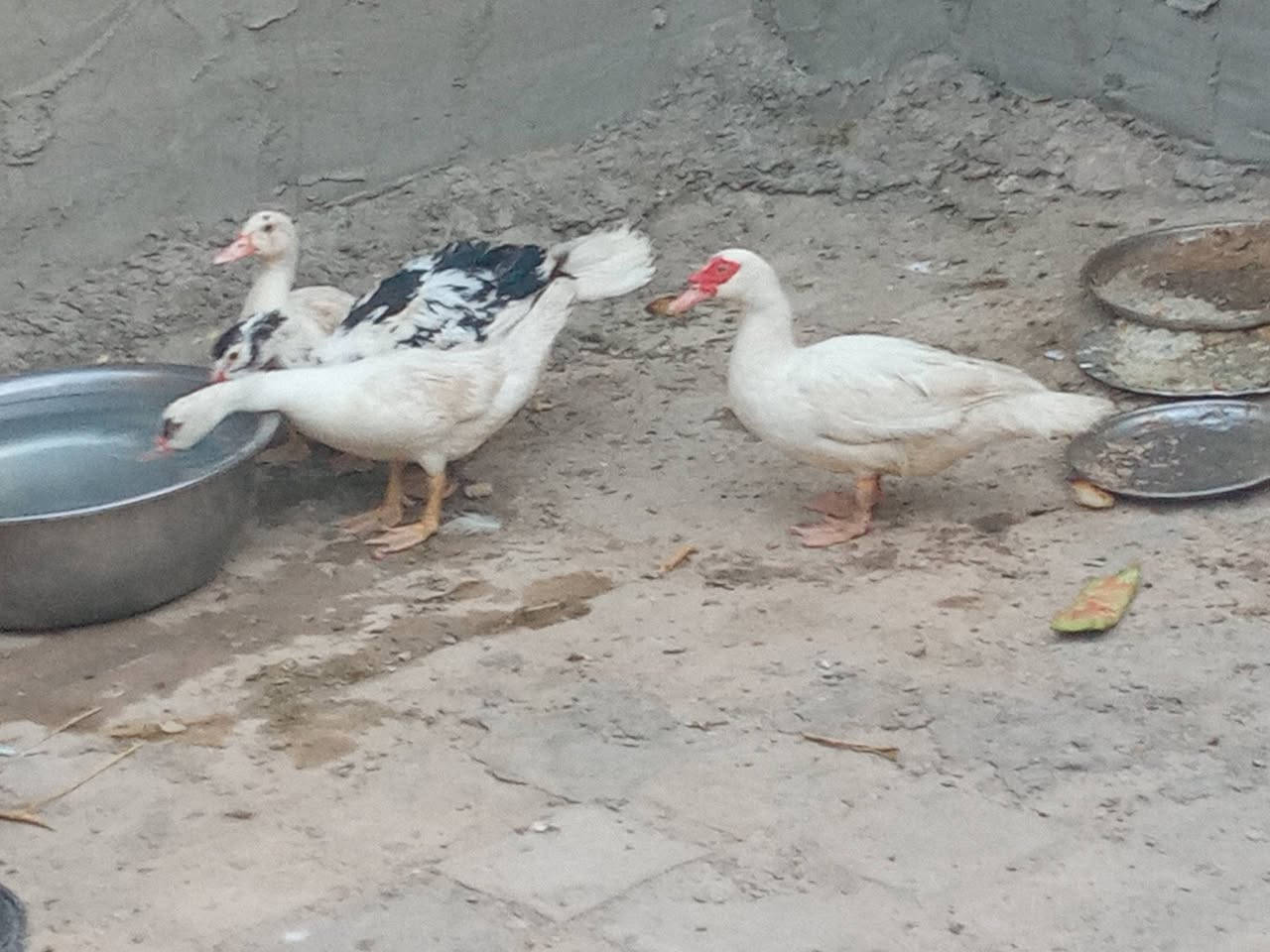 4 بشوش الزوج ب25 
***********
نجف
