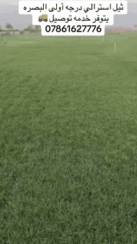 ثيل استرالي • البصره • درجة أولى