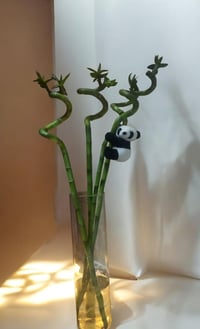 عصا موسى بامبو • 3 قطع • 60 سم