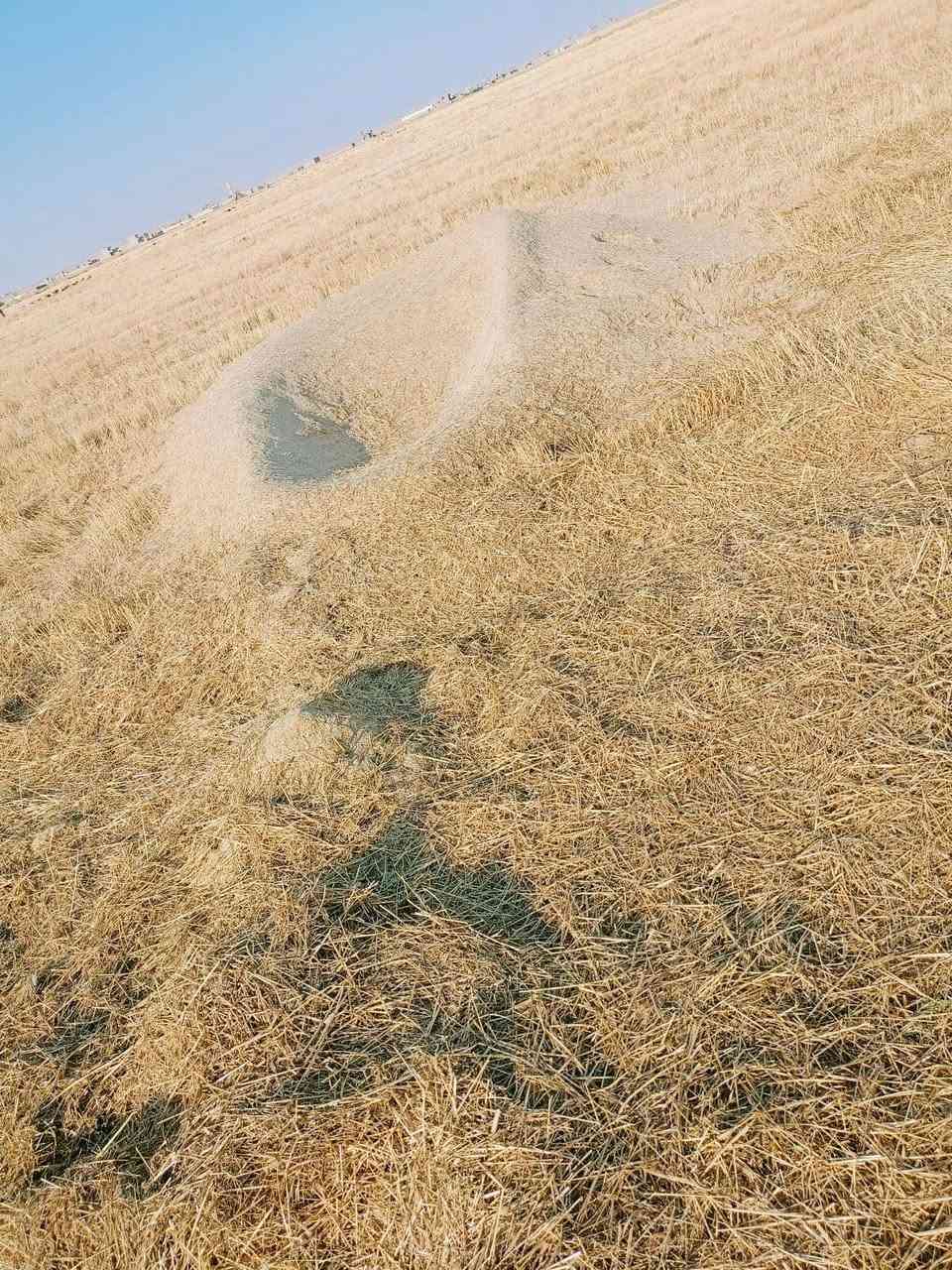 ‏السلام عليكم يوجد تبن للبيع الاستفسار 

  ***********
