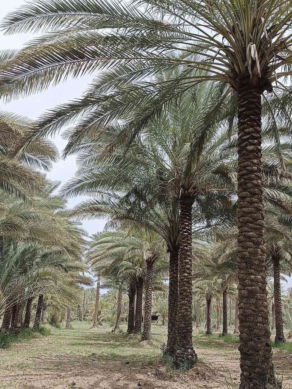 السلام عليكم
بستان للبيع المساحة 3 ارباع الدونم الواجهة 20 متر طابو زراعي سند 25 تحويل مباشر بأسم المشتري بيهه نخل انواع

 (زهدي- خستاوي- خضراوي-دگل)

عدد 40 نخلة 🌴🌴🌴

خدمات مي كهرباء شارع تبليط 

السعر 110 مليون وبيهة مجال شوية العنون كربلاء الحسينية

 للأستفسار الاتصال على الارقام..... 

‏‪***********‬‏_‏‪***********‬‏

