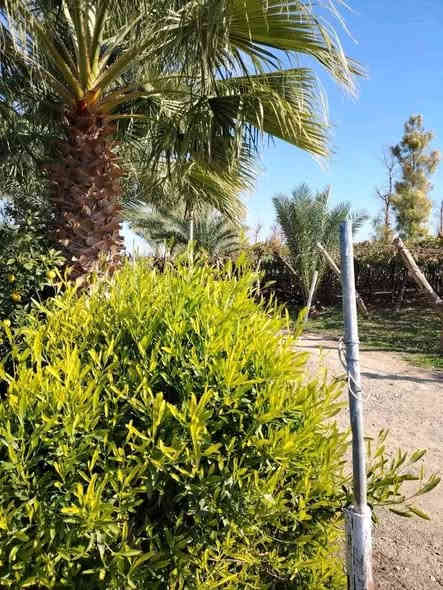 موزعه للبيع مساحه ٥ دونم طابو السند ٢٥ شرط تحويل وعلى شارع رئيسي في كركوك ليلان قبل جامع محمدي قريبه من خدمات وبيوت سكنيه بيها بيت للحارس والأشجار مثمره متنوعه من تين وزيتون ومشمش وحمضيات ويطلع بيها وارد سنوي وبيها بئر ماء عدد ٢ للمزيد من المعلومات اتصال على رقم مبايل *********** أو زياره مكتب في كركوك حي عسكري مقابل بنزين خانه جهان
