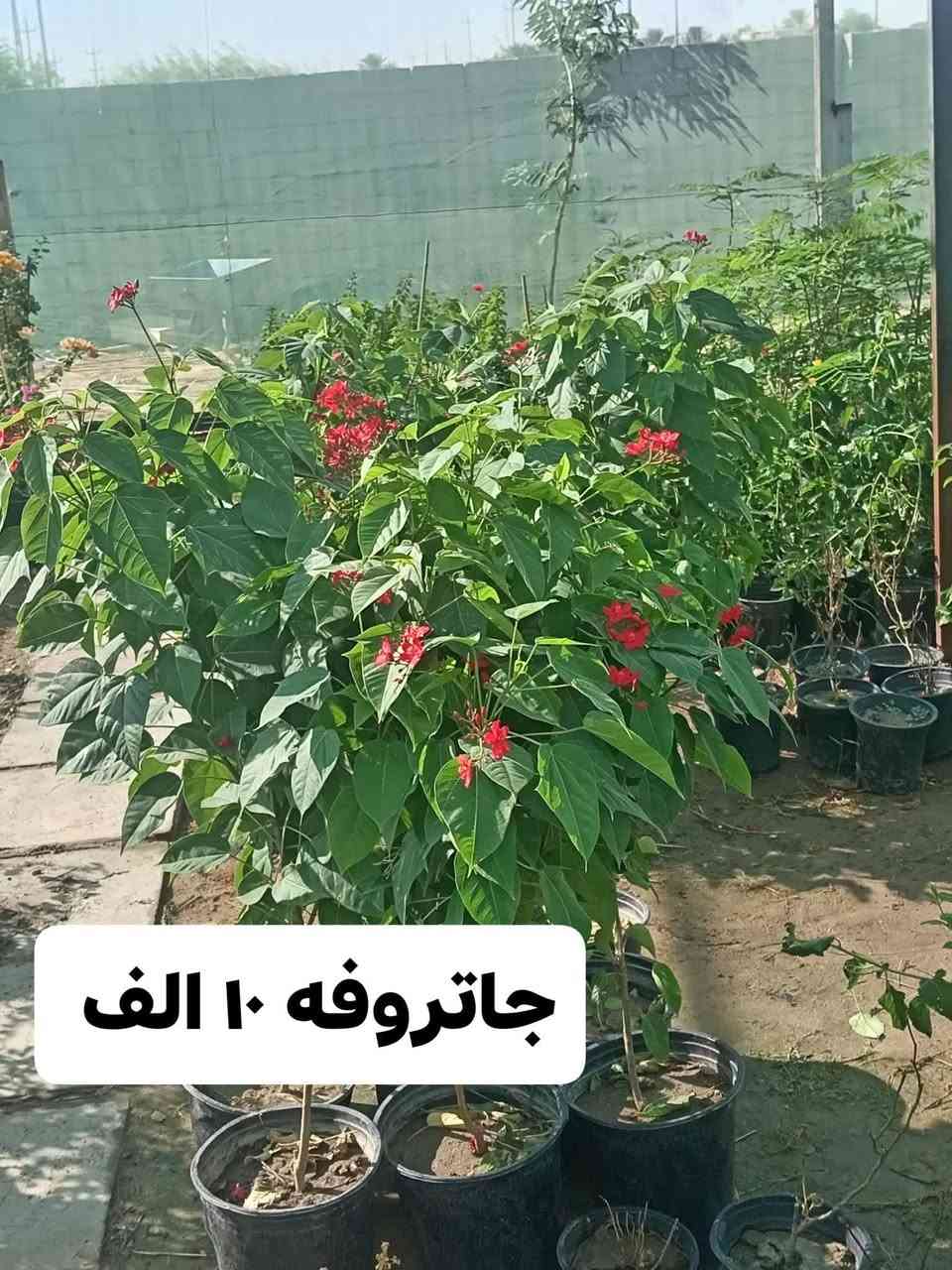 اللهم صل على محمد وآل محمد…
مشتل فدك 
يتوفر في مشاتلنا كافة انواع الاشجار الزينه والمثمره وبكميات كبيره واسعار مناسبه 
خصومات قويه للكميات  

يعني كلشي تريده موجود ولا تفكر بالفلوس

العنوان // ناصرية  طريق سوك الشيوخ الفضليه مشتل فدك 
***********
