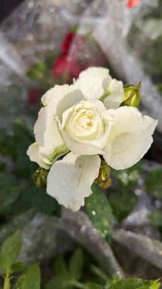 السلام عليكم  ..🌹🌱🌹🌱🌹
اليوم توفرة لدينا تشكيلة جميلة التفاصيل اسفل الصور 
للطلب والاستفسار مراسلة الصفحه او واتساب او اتصال 
***********
***********
الناصريه ..قلعة سكر . الحي العسكري
