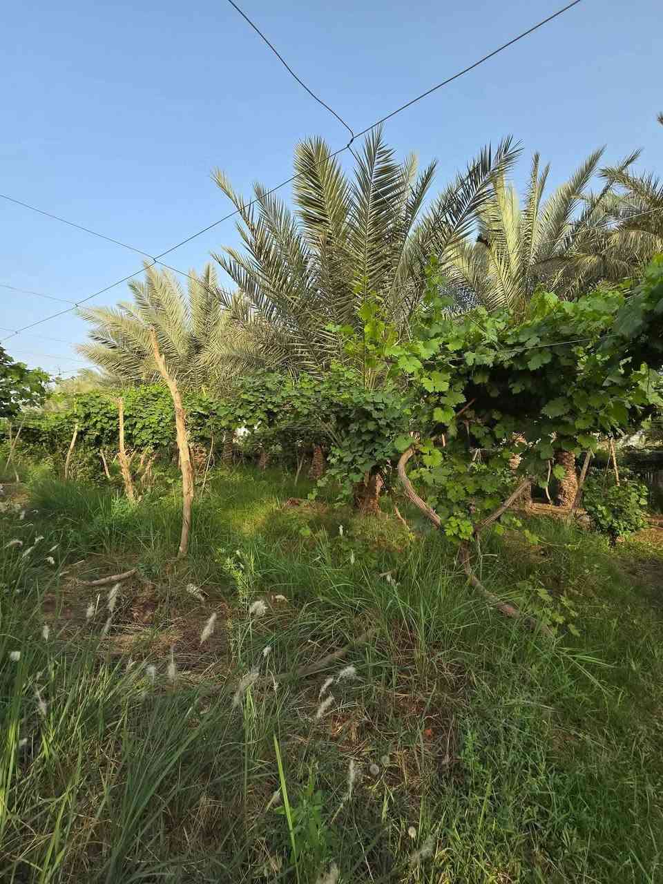 3 دوانم للبيع في النجف الاشرف على طريق الزوار
عمود 250 موقعهن جدأ راقي خدمات متكاملة
 شارعهن 15 متر بيهن مجموعة نخيل وأكثر من 20 شجرة رمال الي يحب يشتري دونم مفرد عادي ابيعله حسب الطلب السعر الكلي 45 مليون  لل3 دوانم
للاستفسار اكثر الاتصال بنا
***********
‏‪***********
