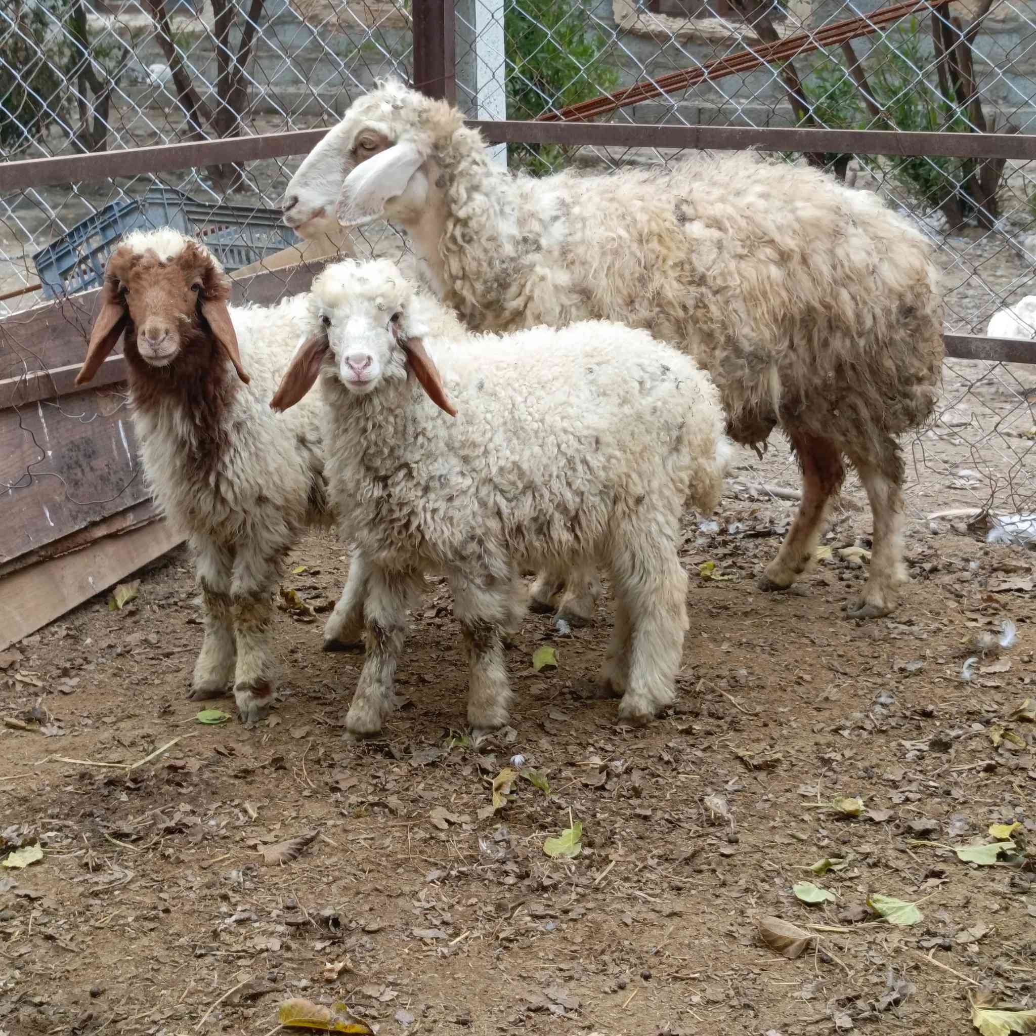 نعجه جواها توم فحل ونثيه مشروطه على كل عيب 
سعرا 775 مكاني بغداد التاجي  ماعندي توصيل رقم
***********
***********واتساب 
***********
