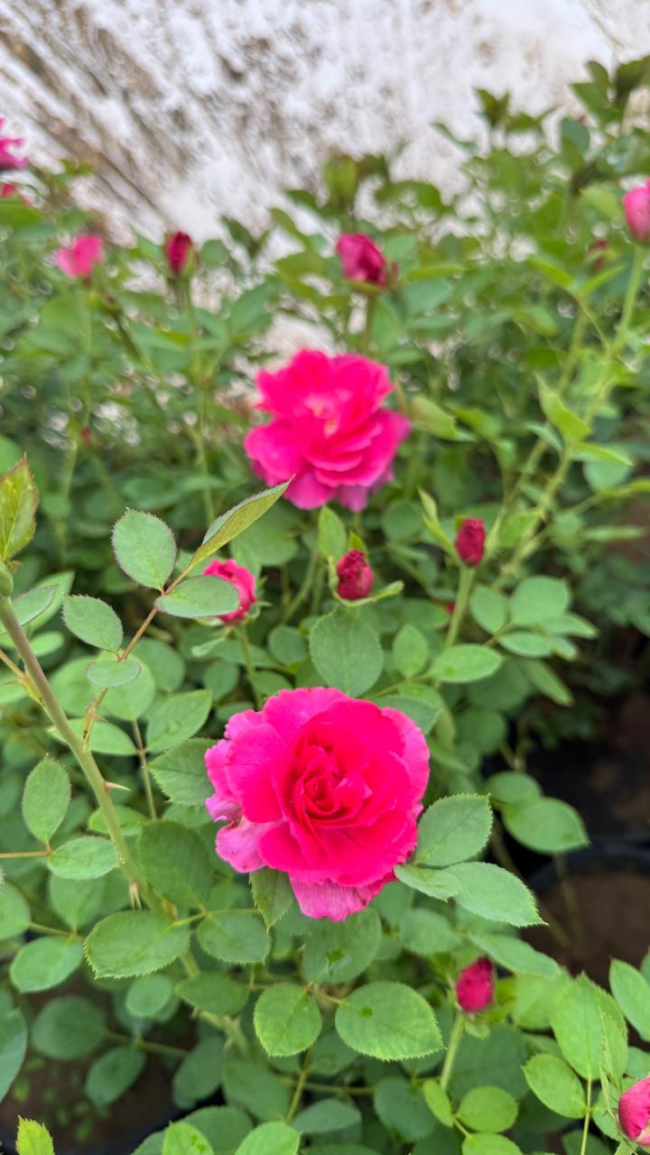 سلام عليكم 
⭕️يتوفر لدى مشتل الحداثه انواع من الشتلات منها⭕️
١-تين بني مسلم عمر ٤ سنوات مثمره وحجم كبير 
٢- تين بني مسلم عمر سنه متوفر جمله ومفرد 
٣- عنب بلدي (الشدة) عمر سنه 
٤- خطم الساحل (خبيز الساحل ) عمر سنه ارتفاع من ١٥٠-١٨٠ سانتيم
٥_ سدر حشري عمر سنه متوفر جمله ومفرد
٦- ورد جوري سلطاني عطري فواح كثافه في التزهير 🌷🌸
٧- ورد جوري تركي اللوان (مثلاً - ابيض-احمر-وردي)🌹🥀
باسعار رمزيه ومناسبه
🔴 العنوان - ميسان- المشرح - قرب جسر العبوس 
متوفر توصيل 
للاستفسار واتساب 
***********
***********
