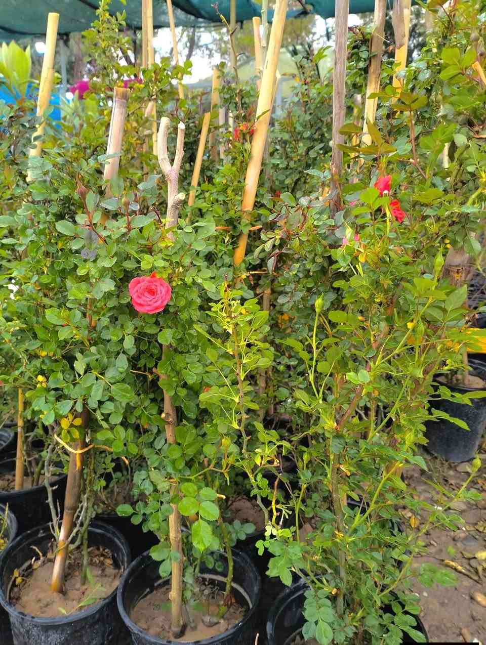 نباتات انتاج عراقي 
تراجي العروس حجم كبير جدا وكثيف 
تراجي العروس حجم صغير 
ورد جوري قطف 
ورد الياسمين متسلق لطلب والاستفسار مراسلة الصفحه يوجد
ورد جوري سلطاني عراقي  خدمة توصيل خانقين جلولاء سعديه


**إذا كنت صاحب هذا الإعلان وتريد حذفه لأي سبب، رجاءا أرسل رسالة إلى الدعم الفني**