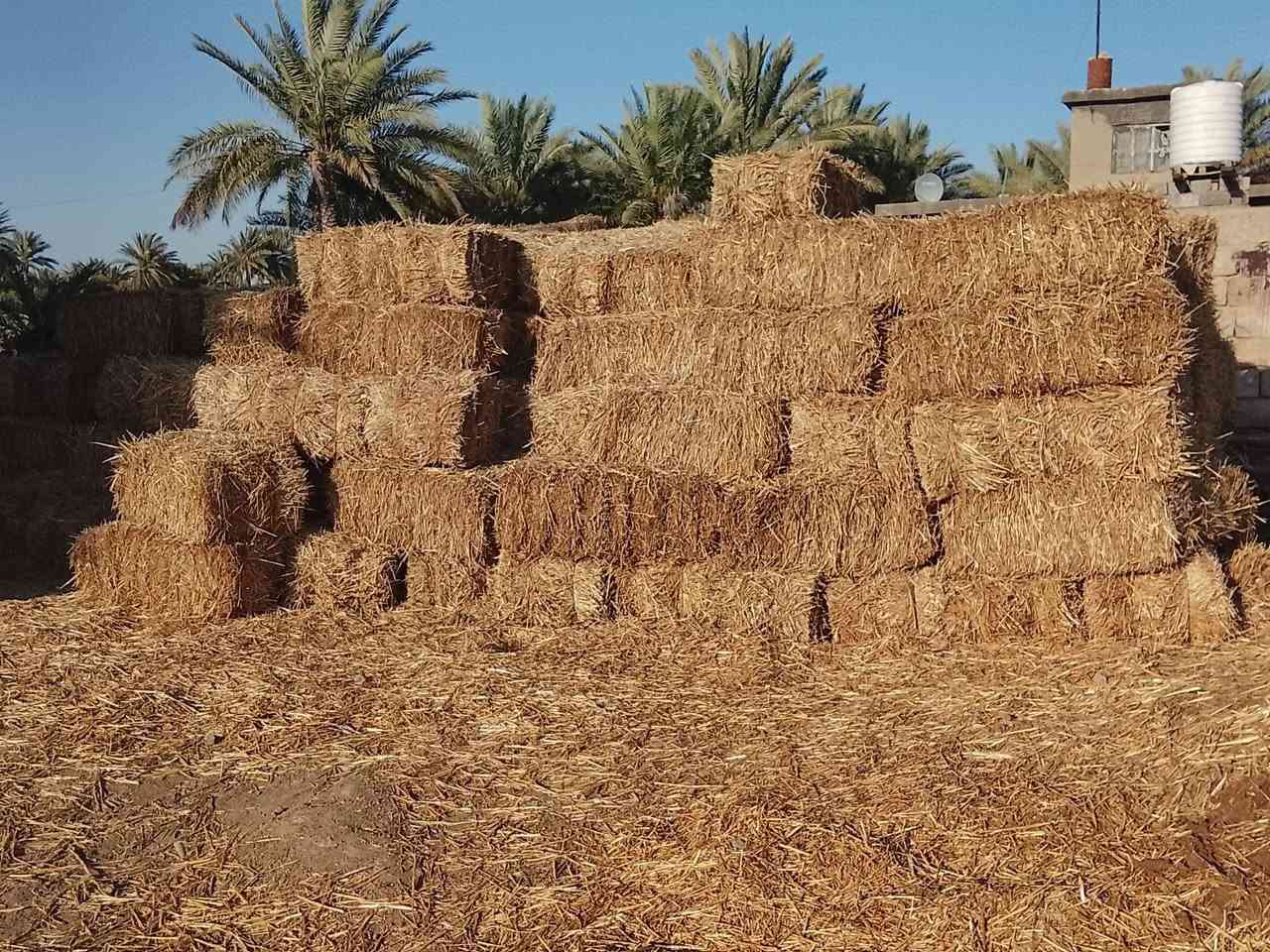 سلام عليكم يوجد تبن مكان داخل جبله الاستفسار ***********.  ***********
