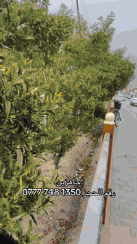 حجز • دلي عباس • خدمات