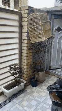 بيت البيع طابق ونص زراعي بيت بنيه سعر 95.      ***********
