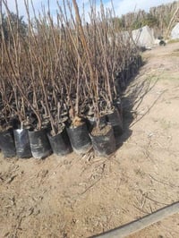 تين بني مسلم • شتل بركات الرحمن • بابل الحصوه