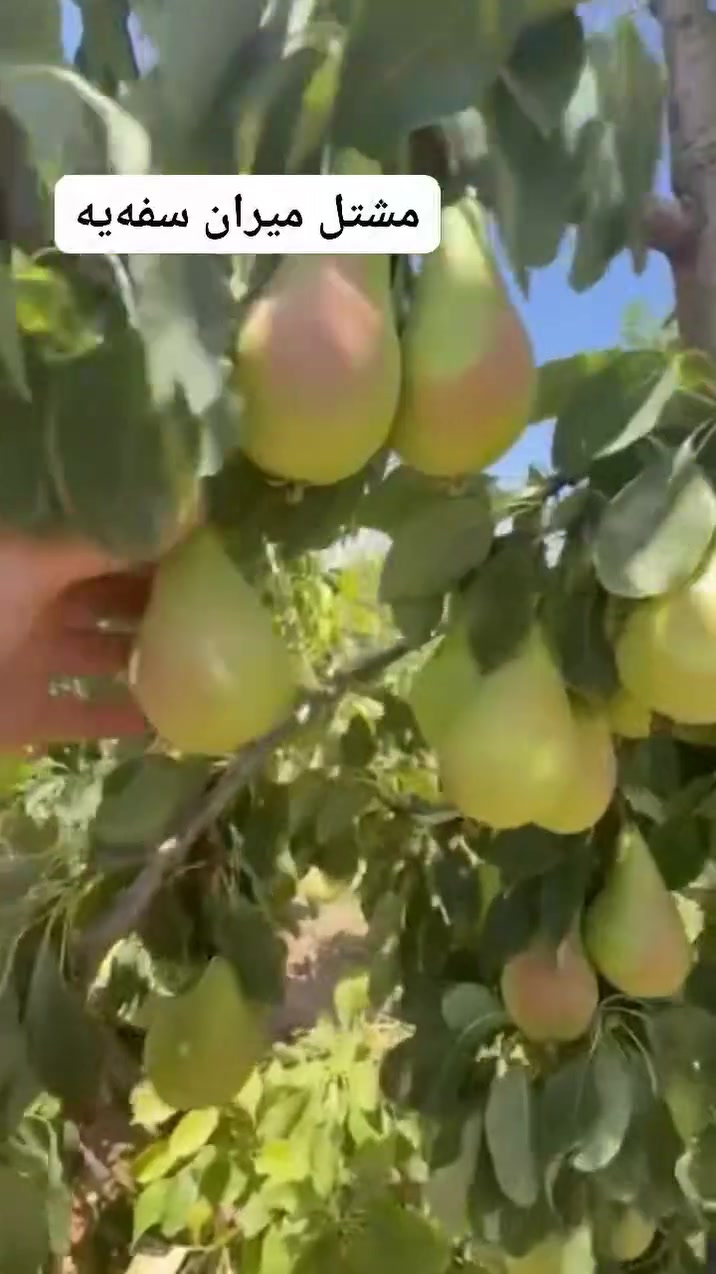 هەرمێی بەهاریی😉
مشتل میران سفەیە و زەمان


**إذا كنت صاحب هذا الإعلان وتريد حذفه لأي سبب، رجاءا أرسل رسالة إلى الدعم الفني**