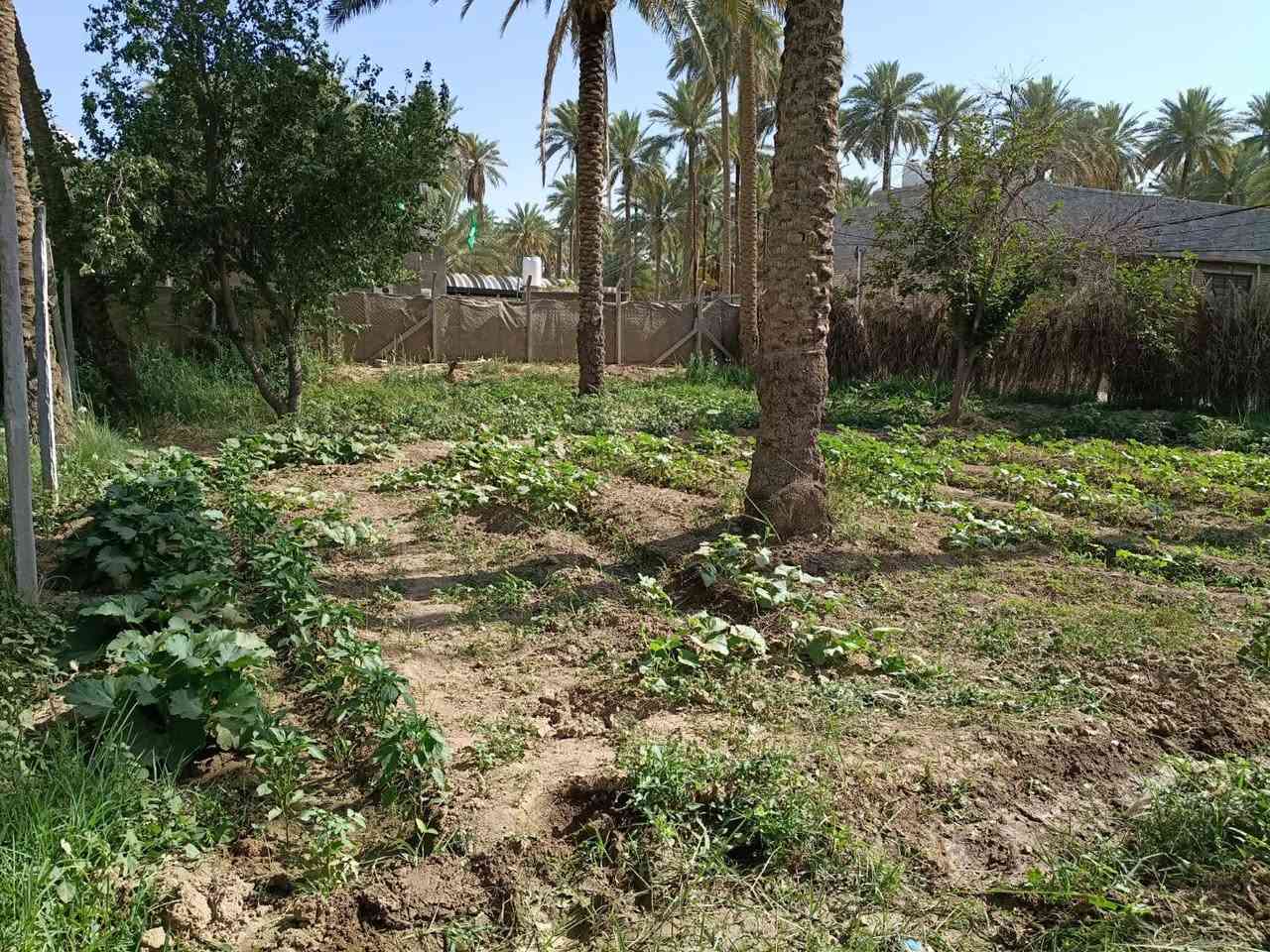 السلام عليكم
أرض للبيع المساحه دونم منطقة أبو تمر على الشارع العام شارع الصلاميه تبعد عن سوق العطيشي بحدود 400 متر تتوفر كافة الخدمات  نصف الارض مخدومه من أشجار ونخيل منوع واجه على الشارع 40 متر نوع السند طابو زراعي سند 25 تحويل أسهم تباع نصف او ربع الأرض أيضاً علما أن المنزل غير محسوب السعر 360 
***********
